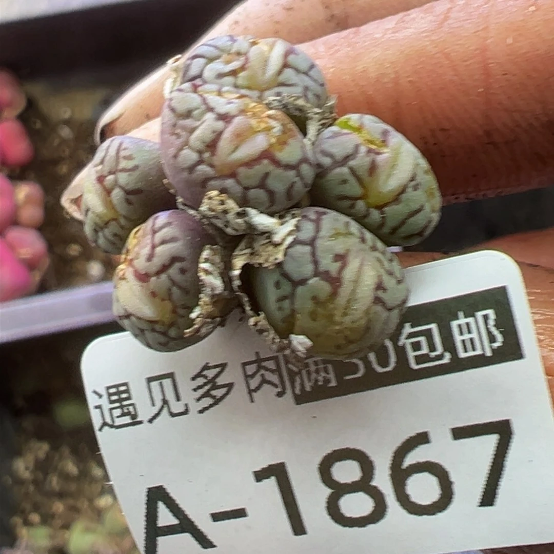 多肉植物11111111111111111