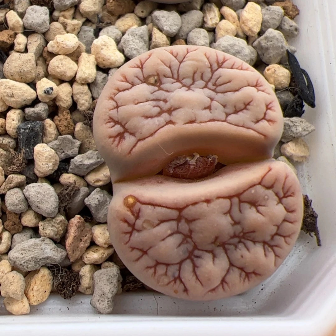 0283号374 多肉植物