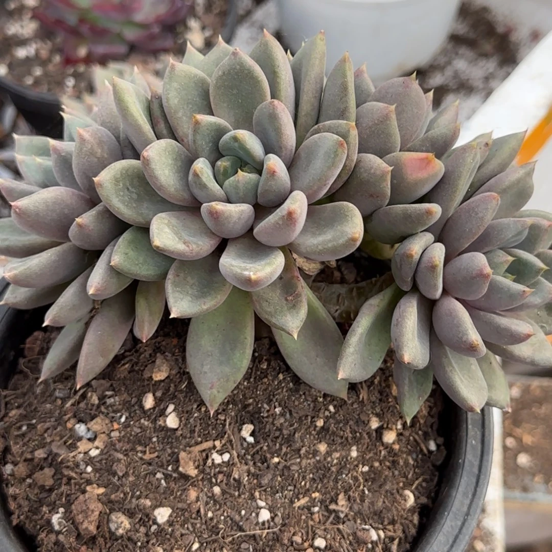 红象牙一物一拍包装收缩花旱