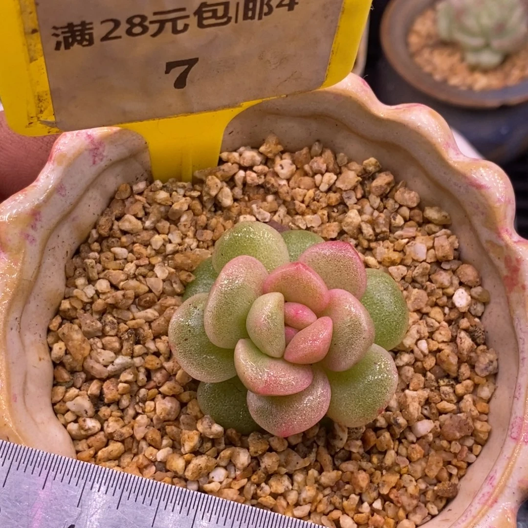 47冰玉石化拉丝变异锦……