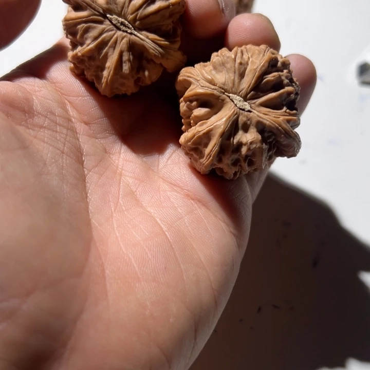 牛***天文玩核桃把件白狮子