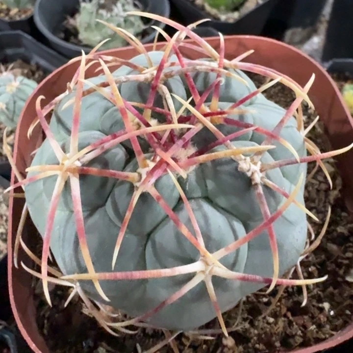 绯冠龙实生仙人球