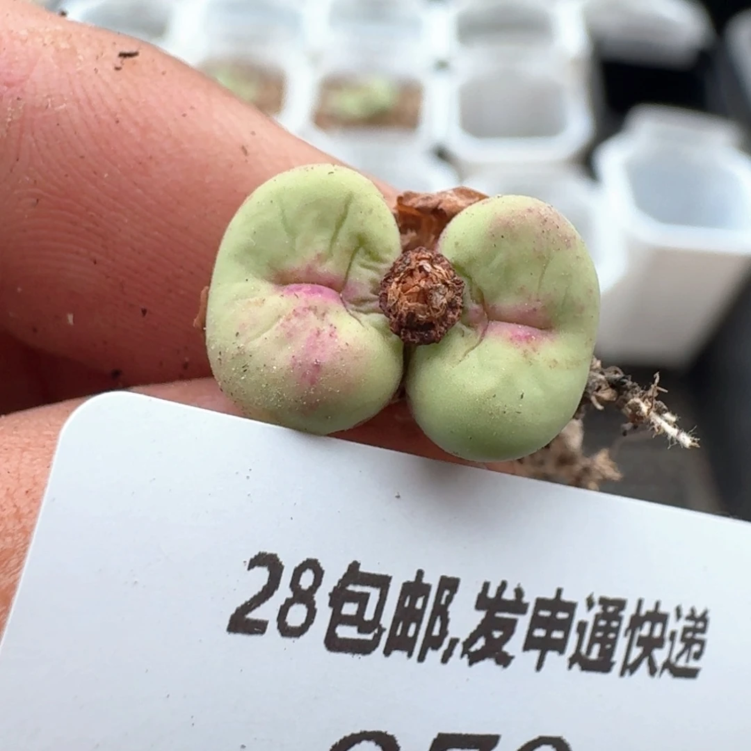 278。