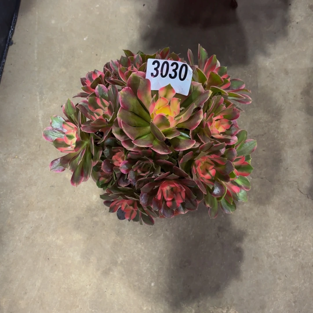 无花朵3030香妃1111111