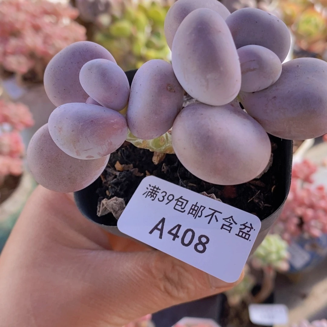 水光针奶酪6cm408多肉