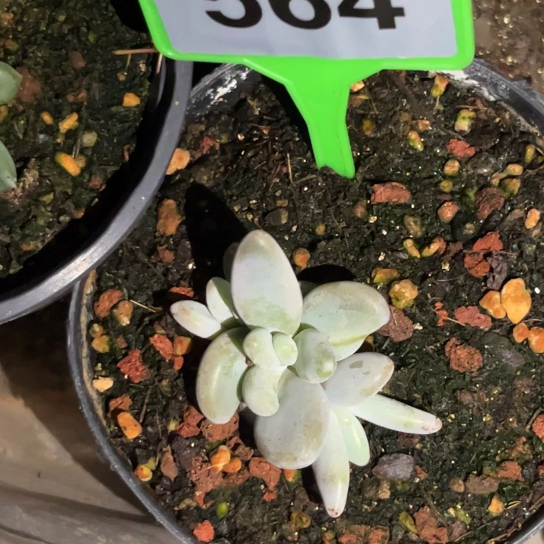 多肉植物企鹅群564