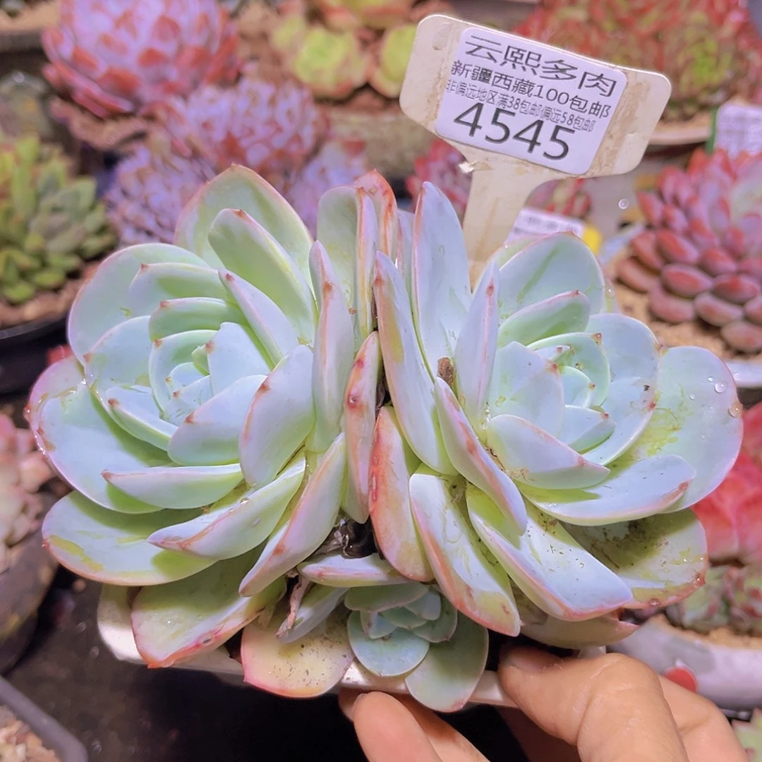 4545布鲁兰。