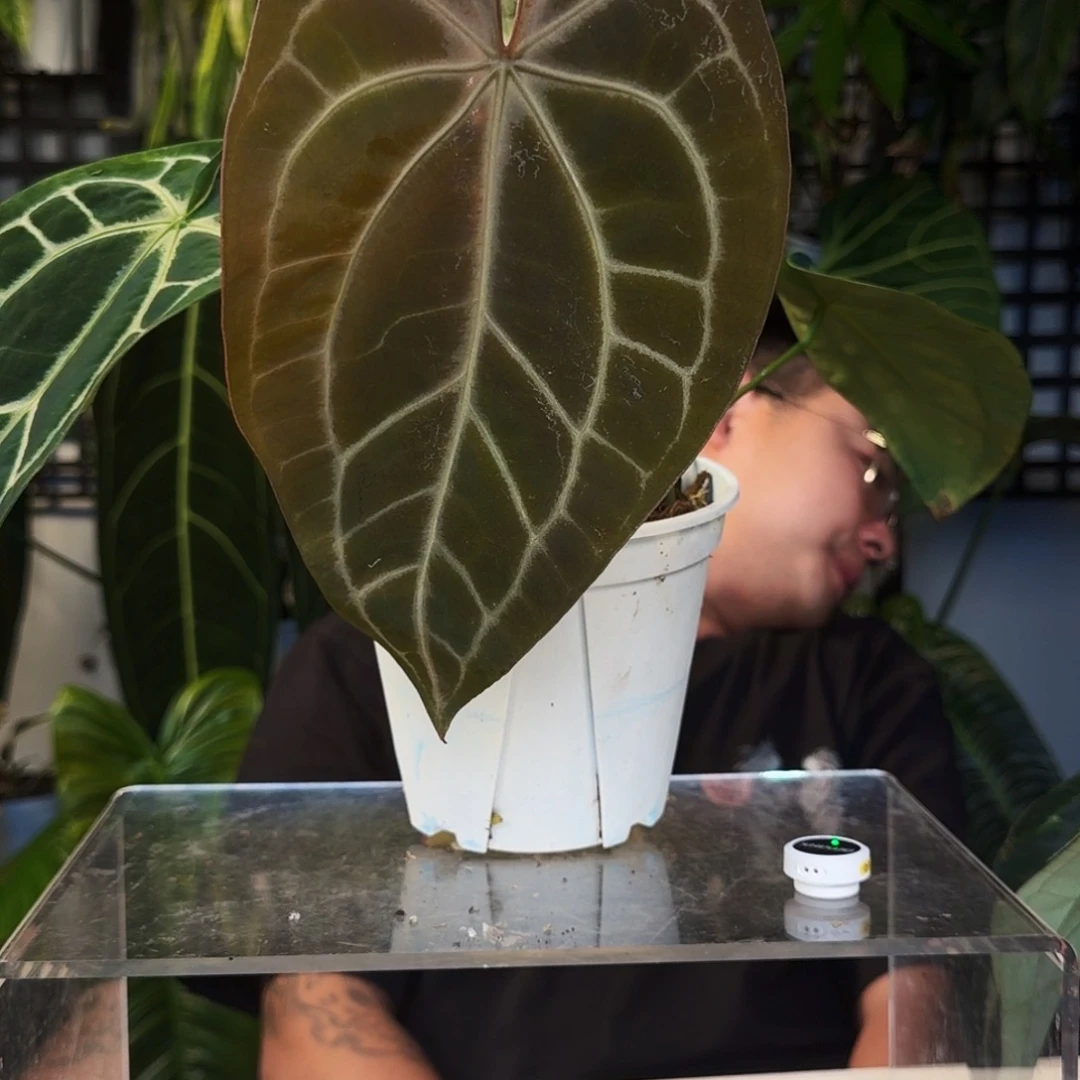 不开花植物E79巧克力杂华丽