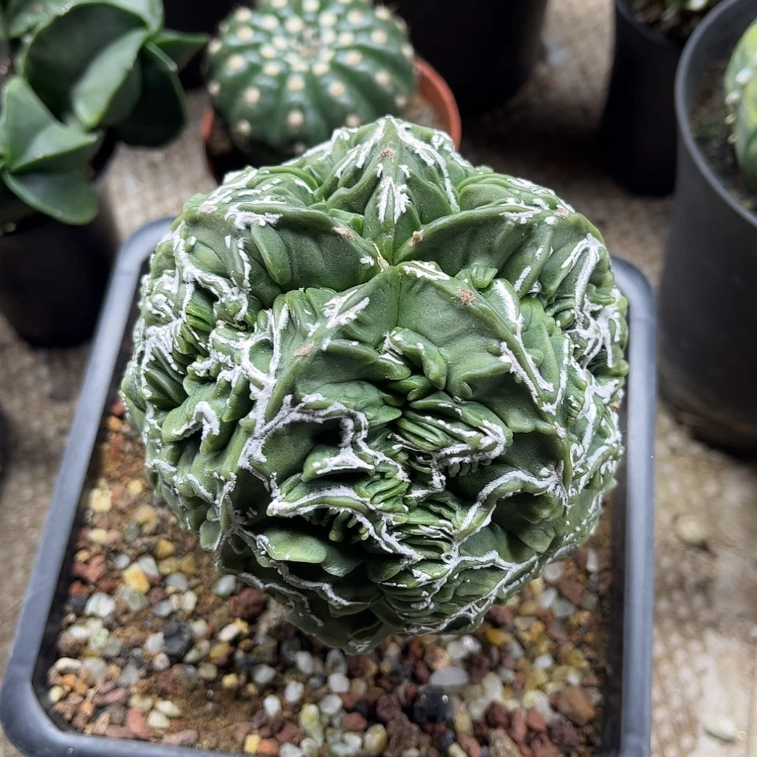 大***鱼无花朵核桃13根一颗