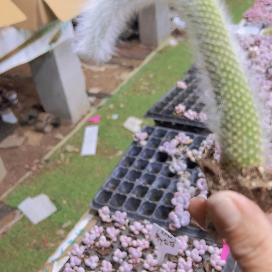 九尾7根19包邮多肉植物