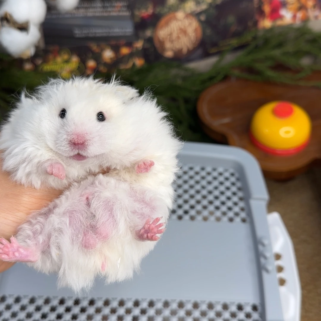 卷毛黄波弟弟8.26生日