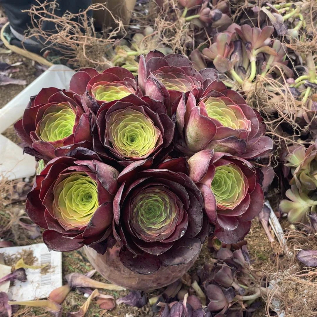 魅金玫瑰单头8颗没有售后