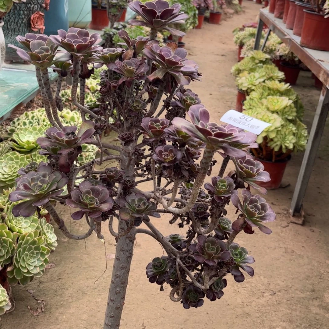 j***a50园叶黑法师多肉植物