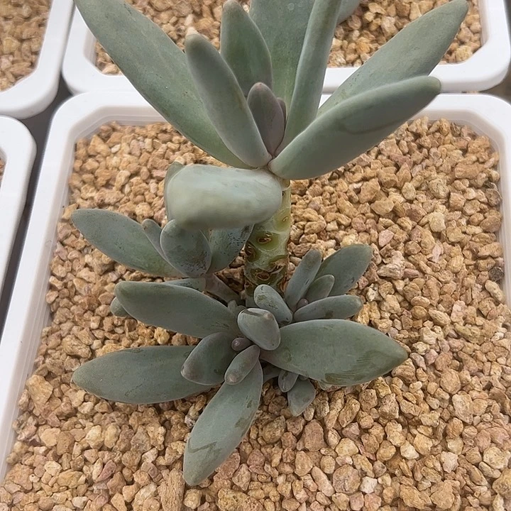 五头企鹅群多肉111