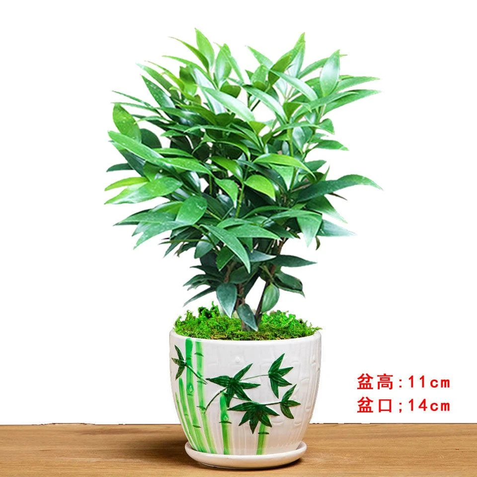 竹柏盆栽室内绿植四季常青驱蚊净化空气好养长寿平安竹树苗
