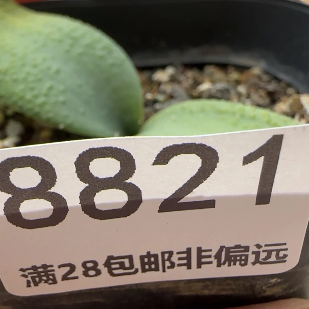 【闪购商品】调***球8821