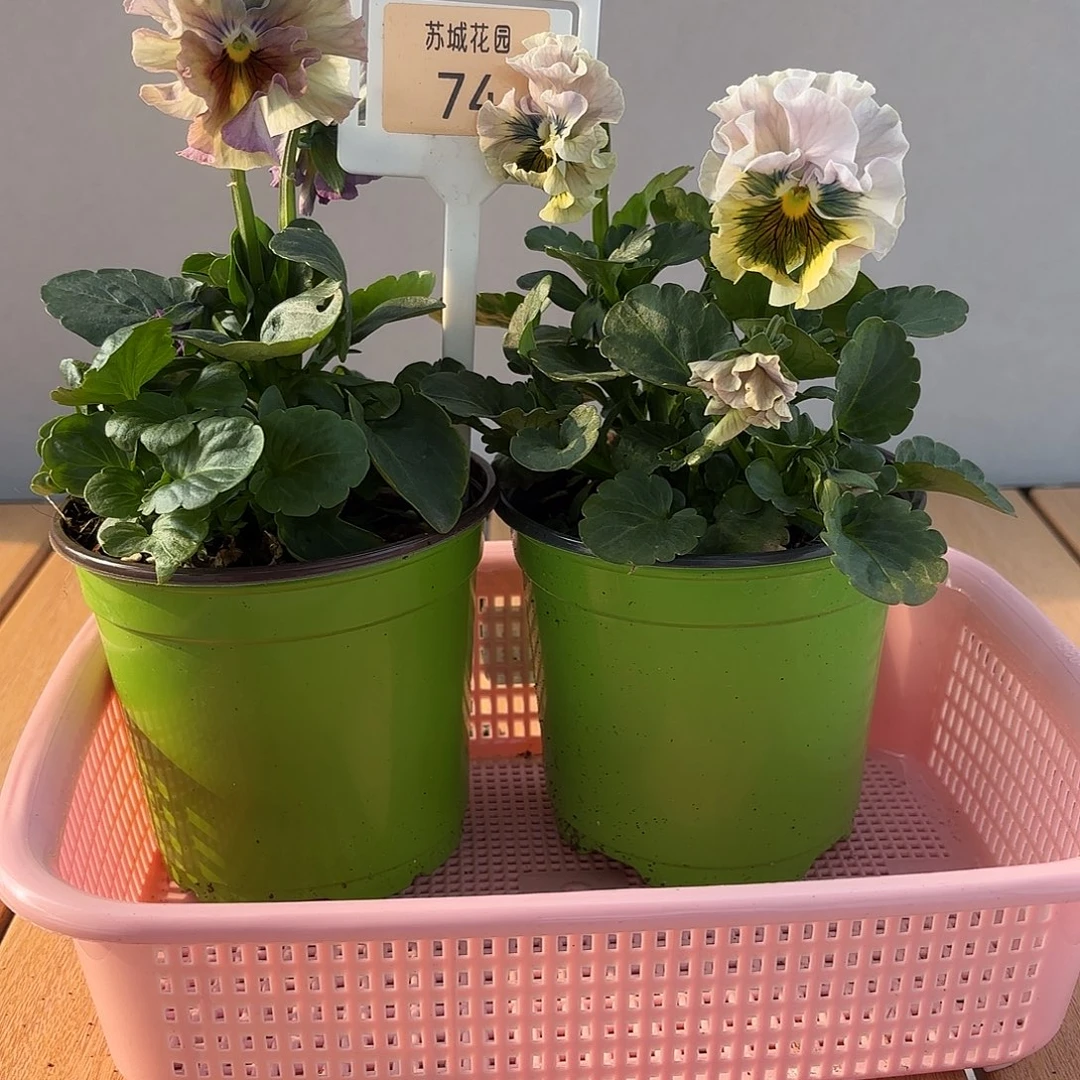 大部分开放少量花苞74