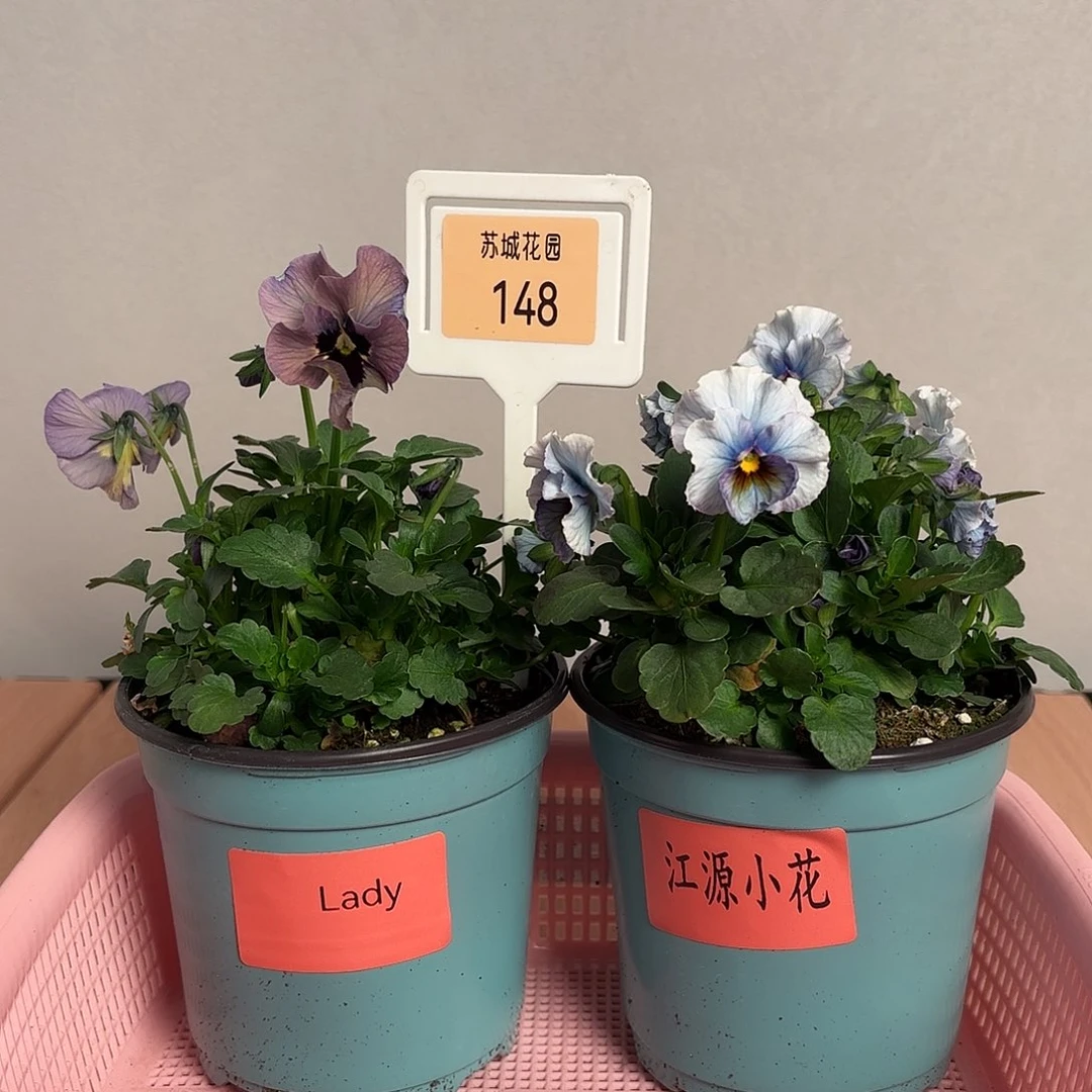 大部分开放少量花苞148