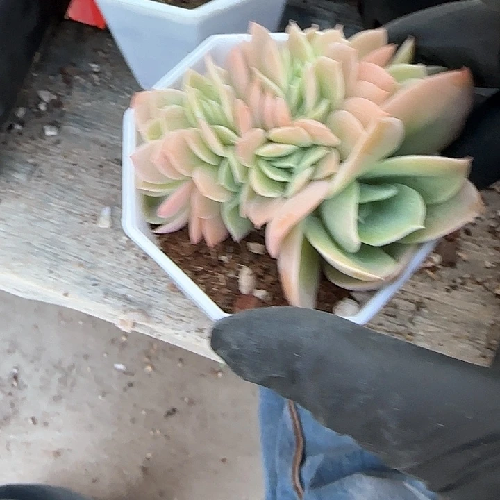 青蛙王子儿童牙膏111