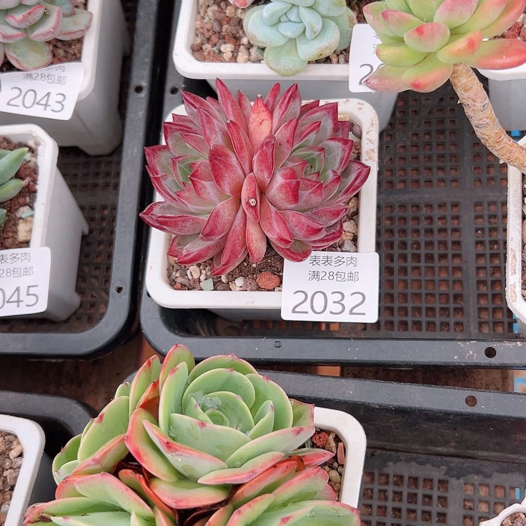 冉***姐多肉一物一柏植物2032