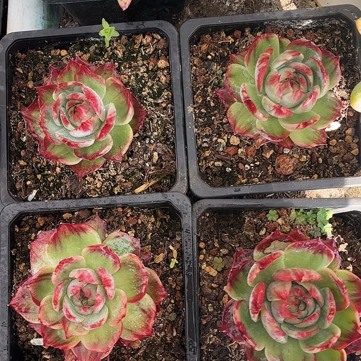 惊鸿仙子一物一拍，七八厘米左右