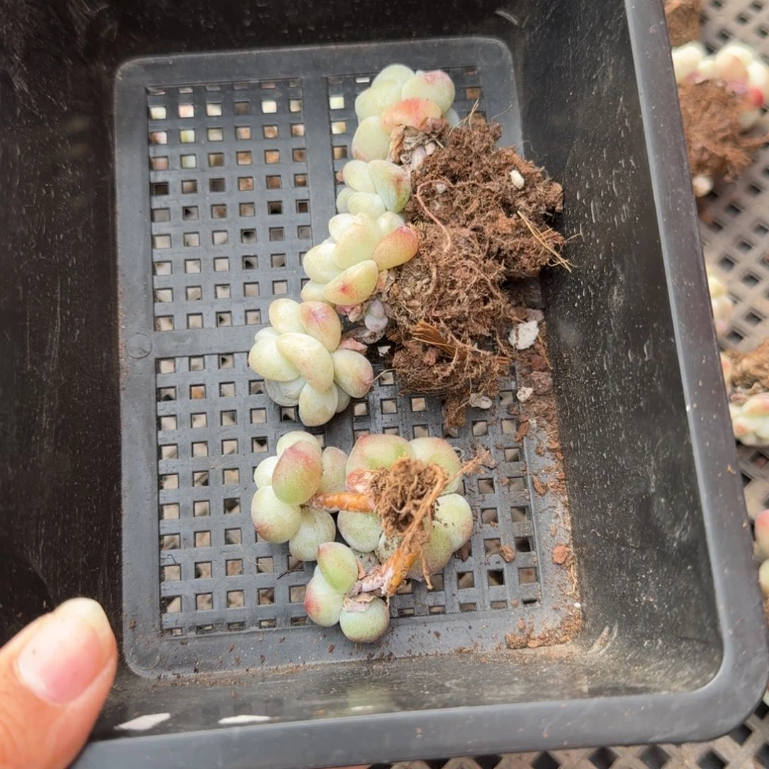 20 号到手1框，江北多肉