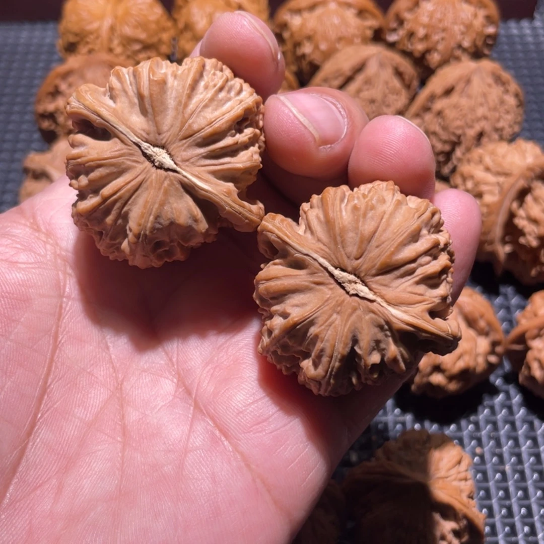 遇***见核桃43球白白狮子