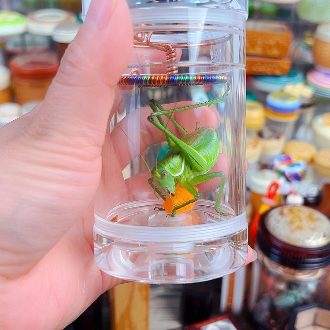 木白色老王罐➕彩簧➕翡翠绿锅锅