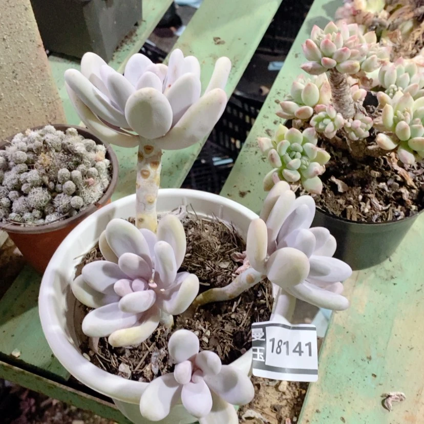 【闪购商品】鸡蛋美人18141