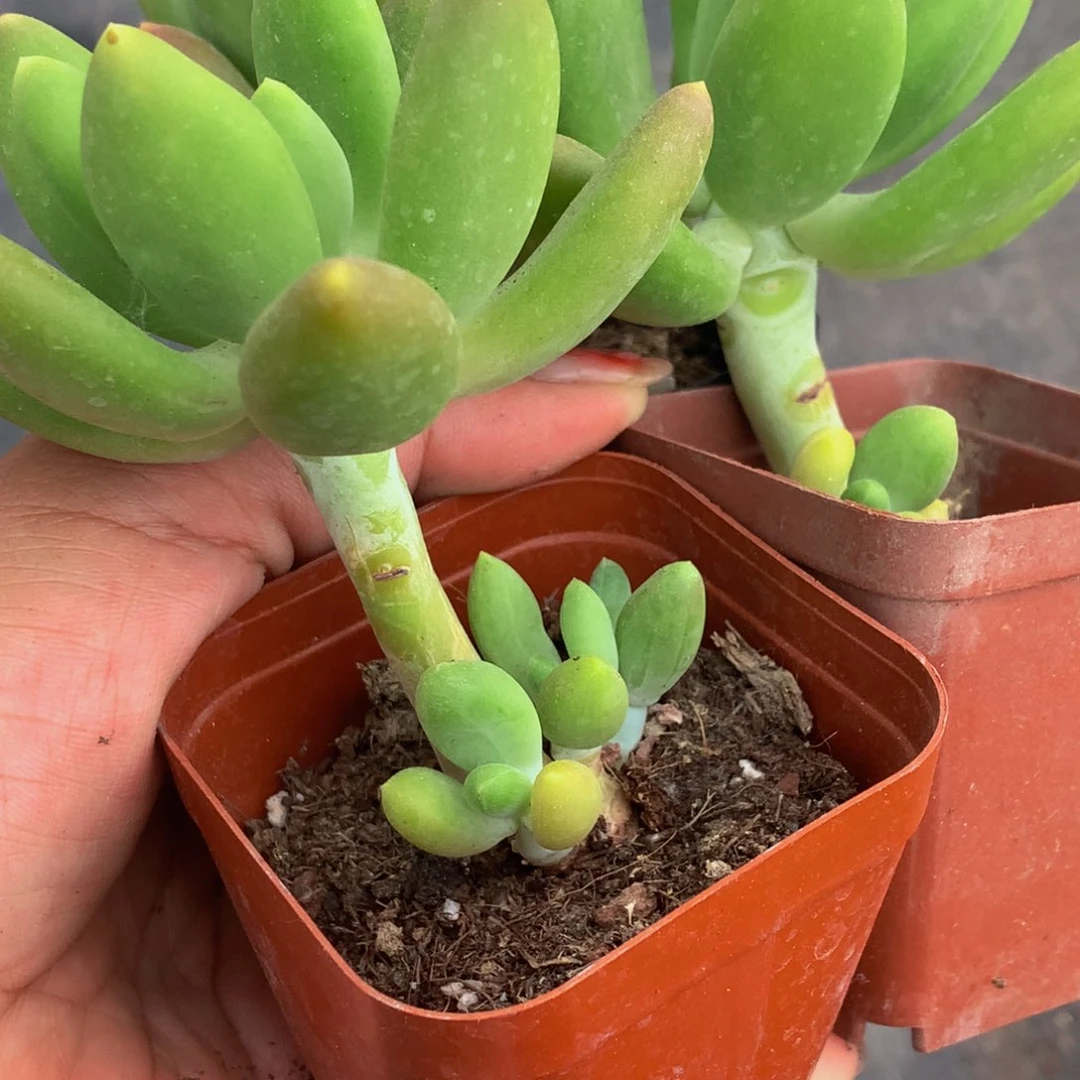 芒果奶。（满9.99包邮不满9.99发叶子）