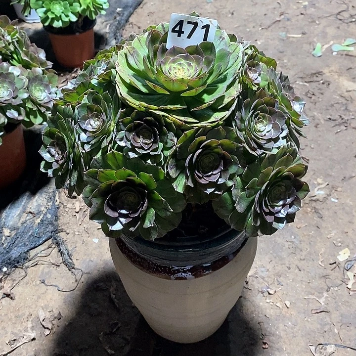 法师植物一物一拍