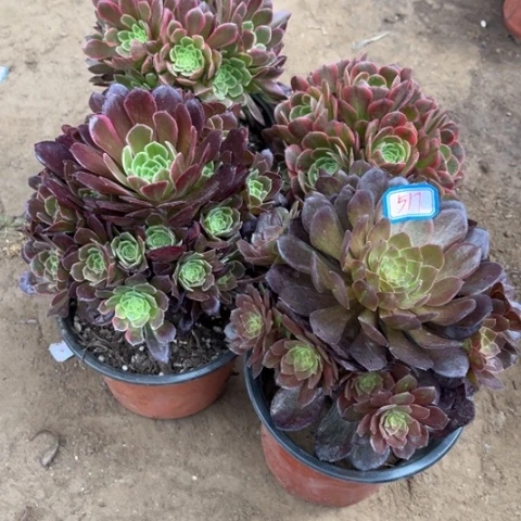 517多肉植物组合