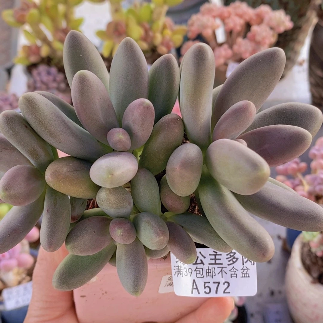 糖果美人12cm572多肉酱