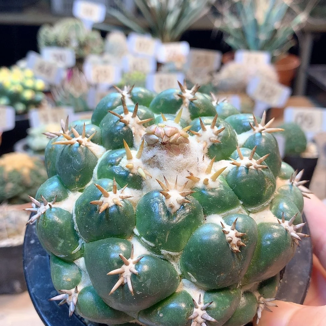 自根獠牙