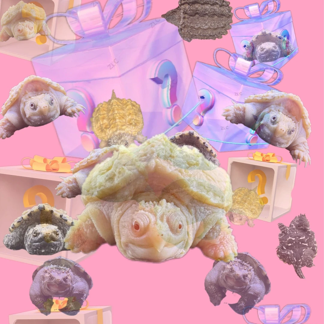 （专属福利 ）佛鳄观赏龟纯佛人工饲养宠物