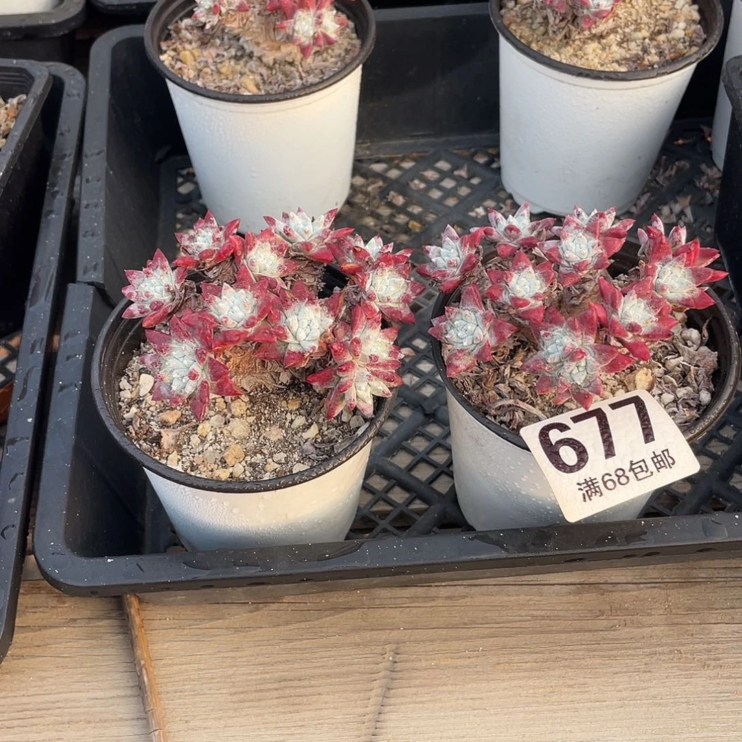 晨溪园艺仙女杯呀