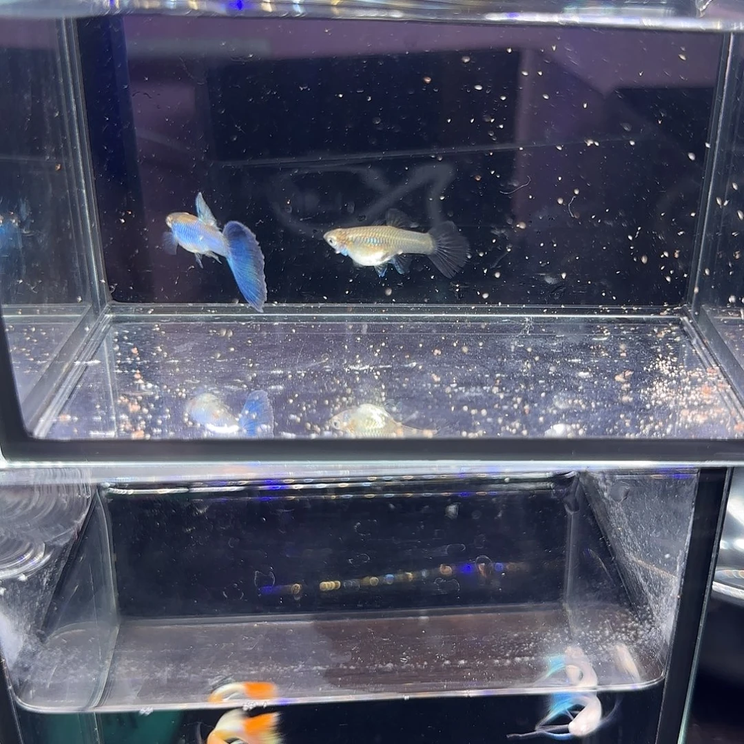 孔雀鱼新加兰一对