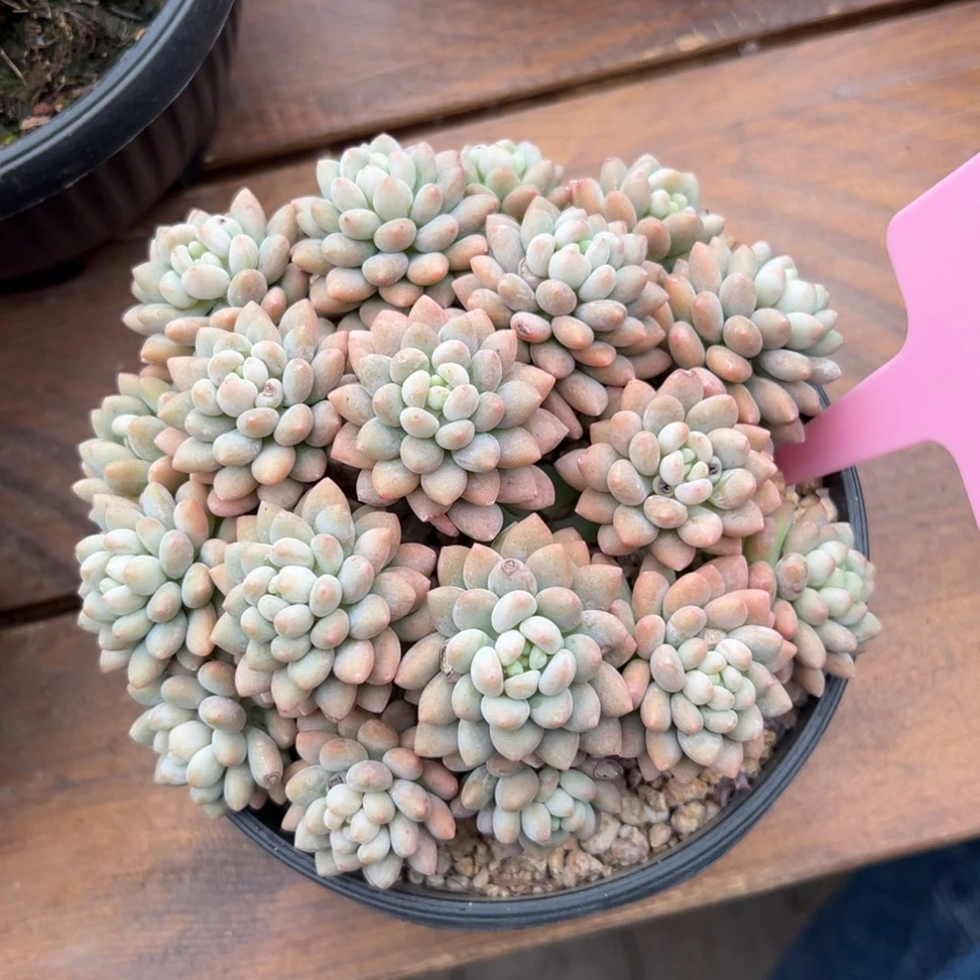 鱼子酱1111111111111111