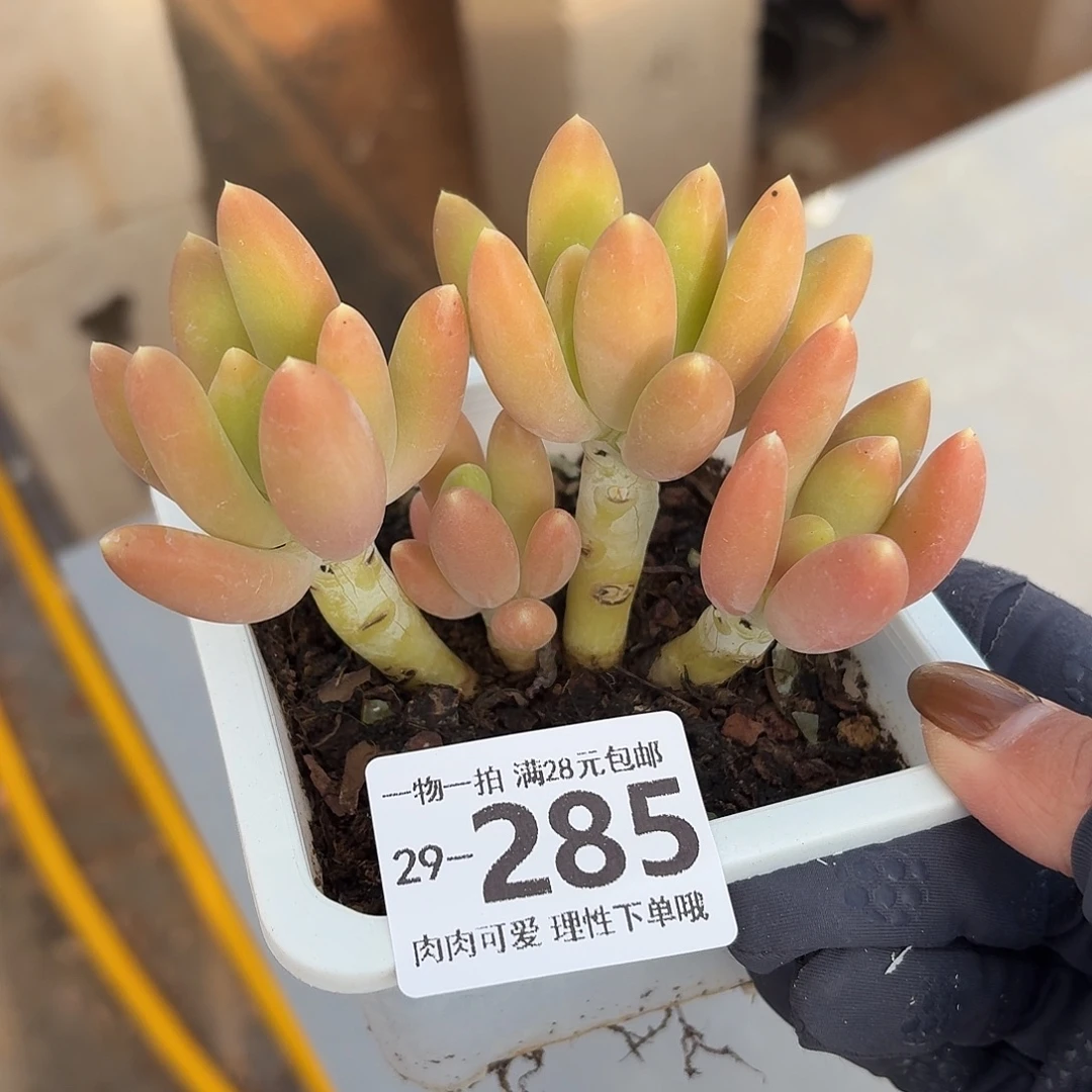 金蝉无盆土发货无盆