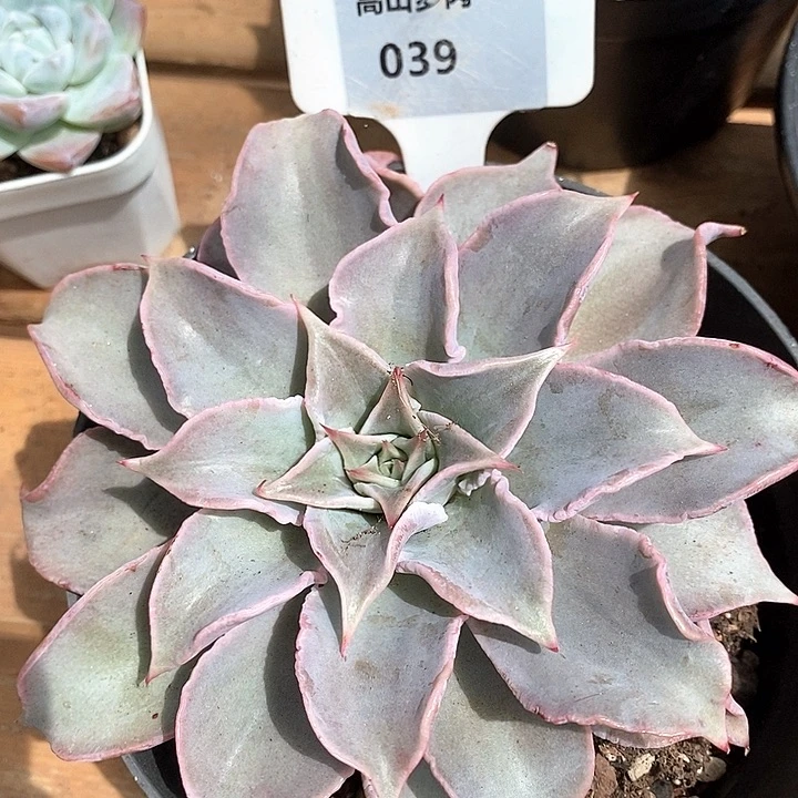 D039- 直播福利 饺子皮