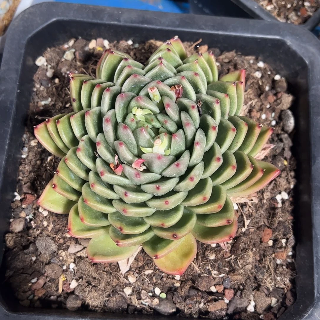 m****4叠叶大单多肉植物