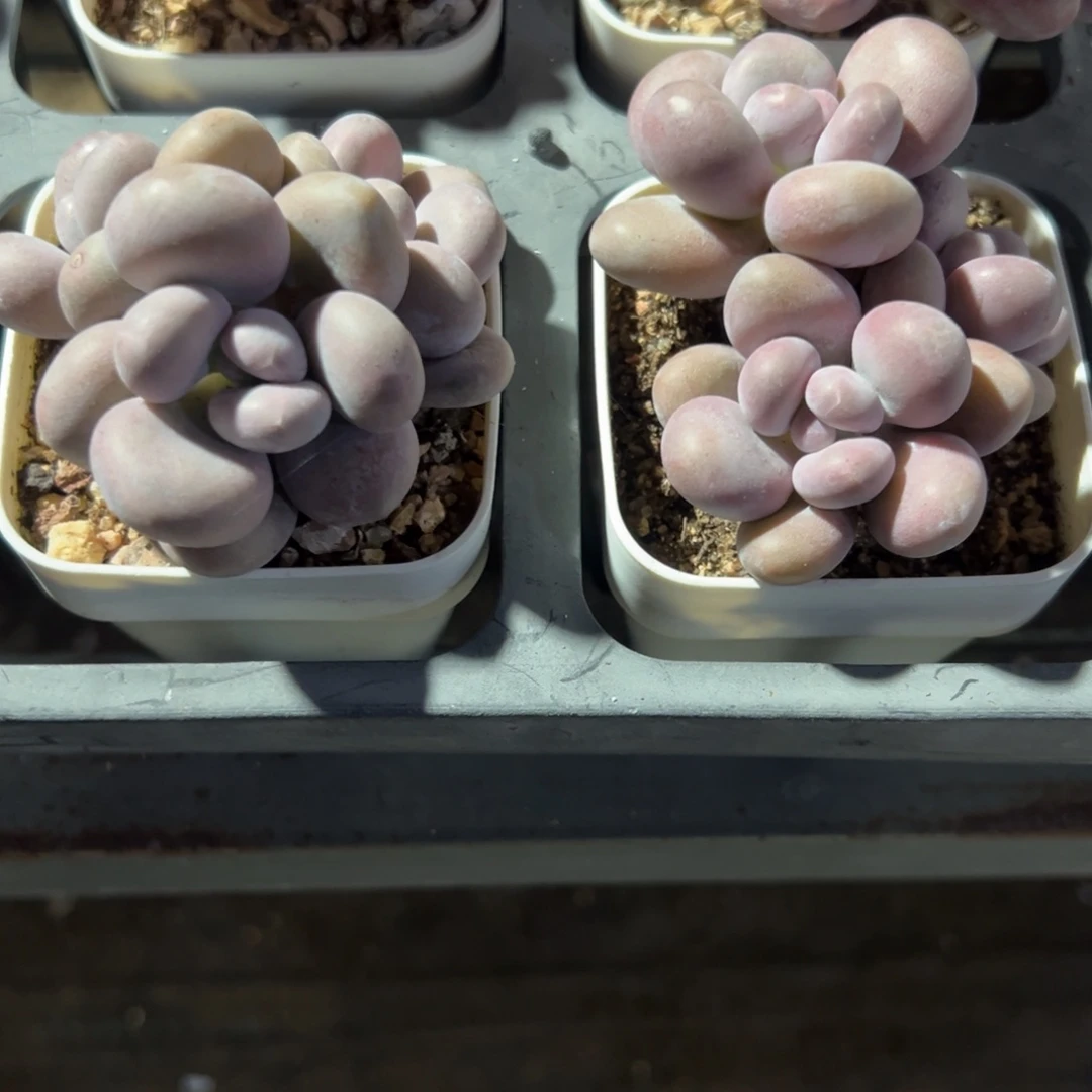 精控蛋黄奶酪杂交三头群 到手1颗 量拍多肉