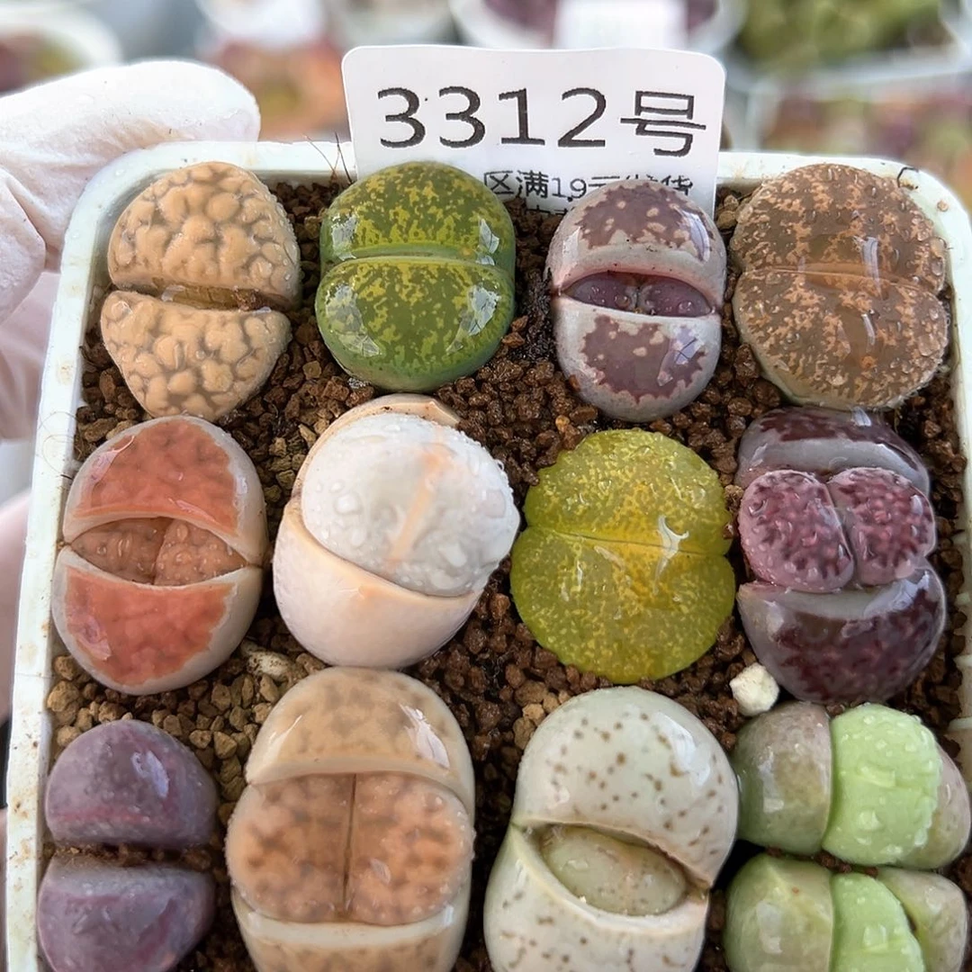 好养易活生石花大母本3312