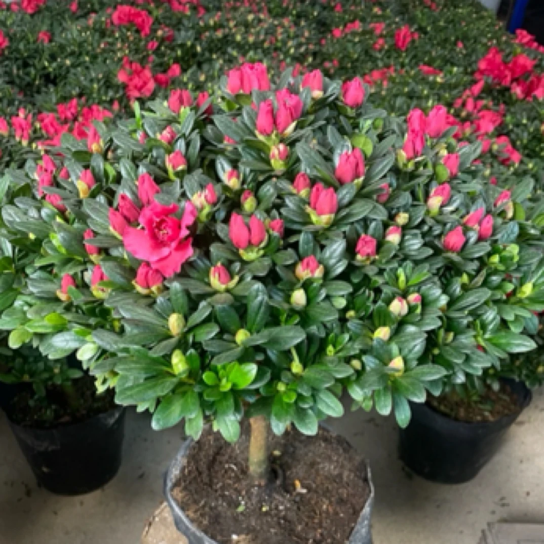 红宝石杨梅红比利时杜鹃花好养四季开花阳台庭院精美盆栽35冠服