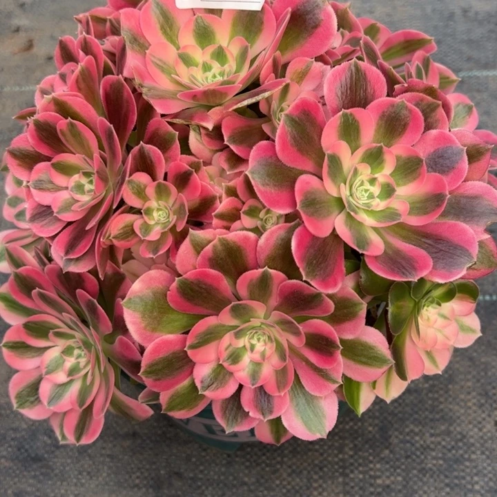 119女巫25厘米左右