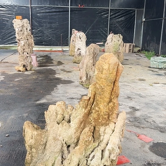 无花朵上水石吸水石