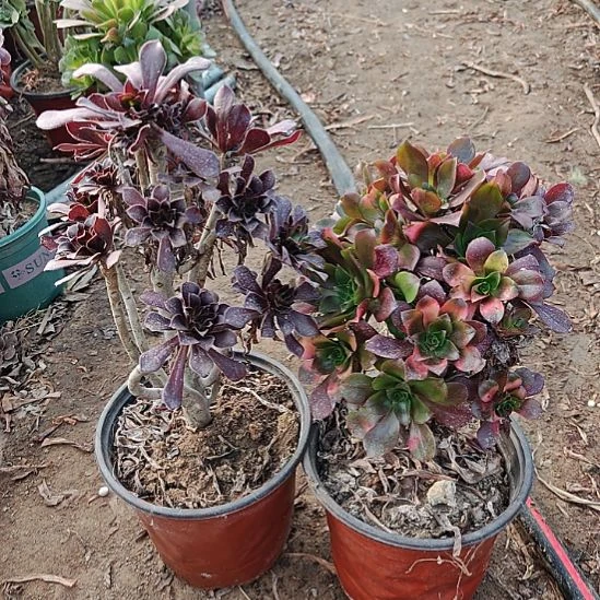 两颗法师加急发货4