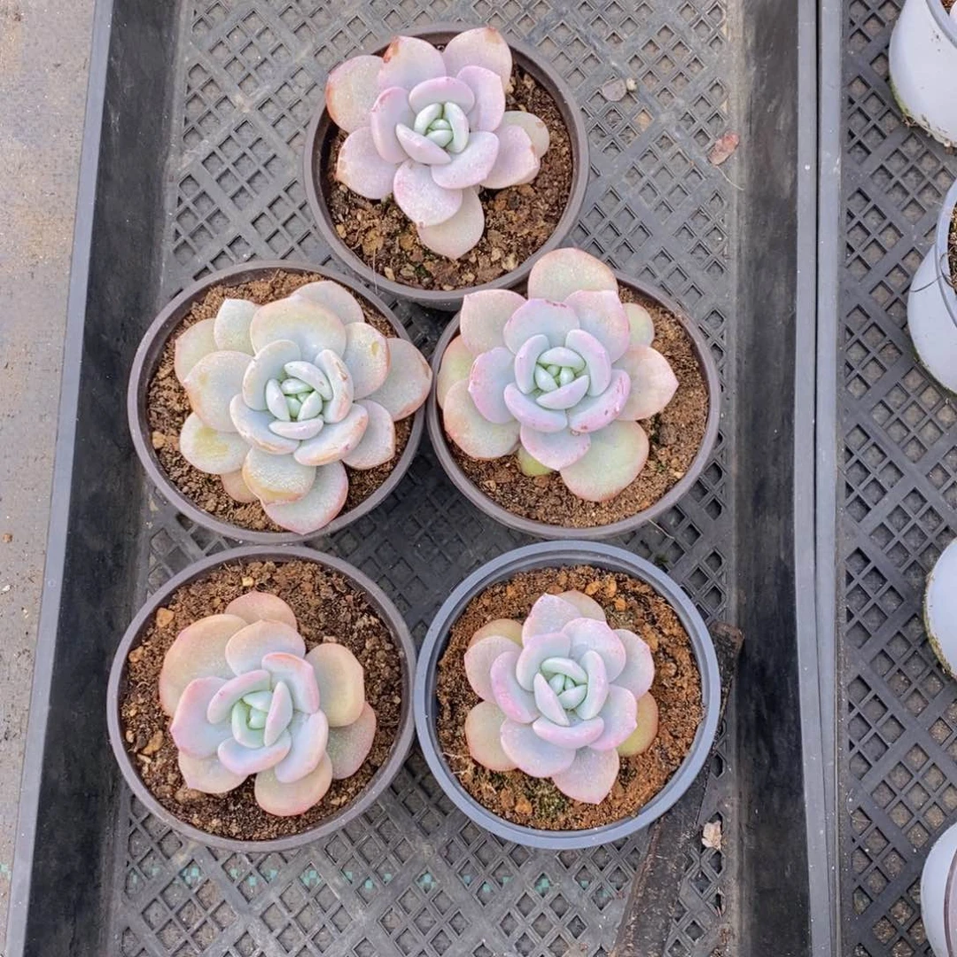 韩版一代奶茶单头5颗45包邮。