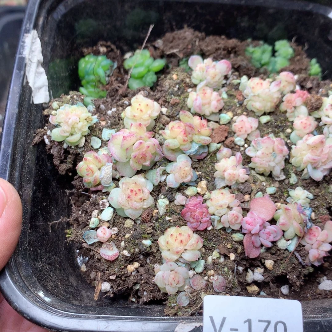 ****心无花朵V170英语英语