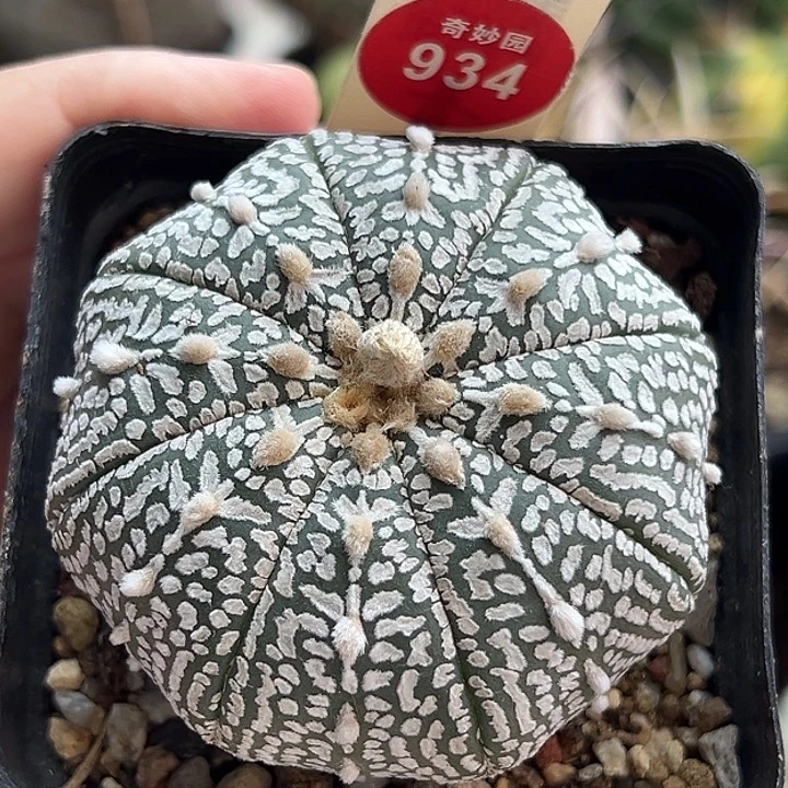 实生海鲜超V兜 5.8cm